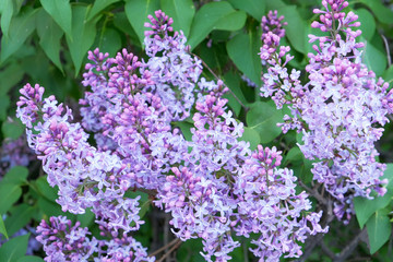 Bunches of flowering lilac bush