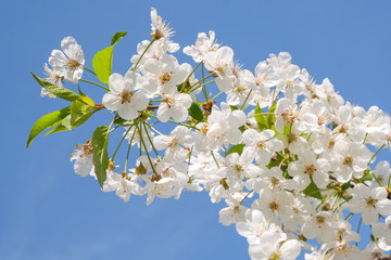 Branches of a blossoming cherry