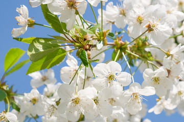 Branches of a blossoming cherry