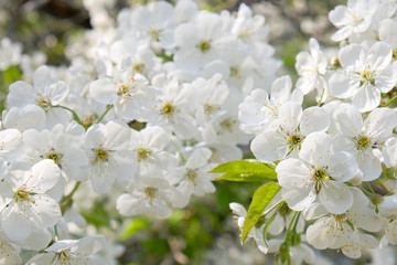 Branches of a blossoming cherry
