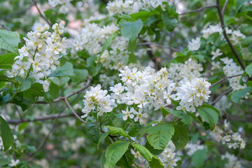 Branches of a flowering aronia tree