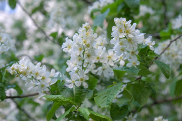 Branches of a flowering aronia tree