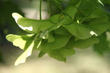 Acer tree spring leaves and flower blossom bud