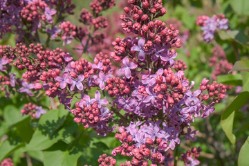 Bunches of flowering lilac bush on a sunny spring day in the garden