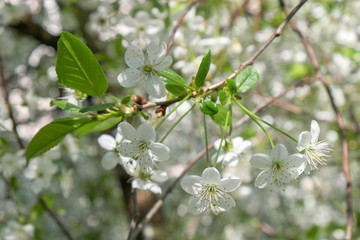 Branches of a blossoming cherry