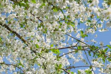 Branches of a blossoming cherry