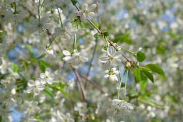 Branches of a blossoming cherry