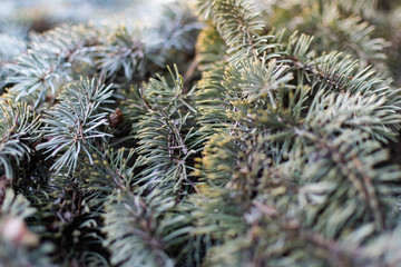 Naklejka na ściany i meble The natural backdrop of the blue spruce, with thin and soft with needles and brown cones, coniferous forest landscape closeup