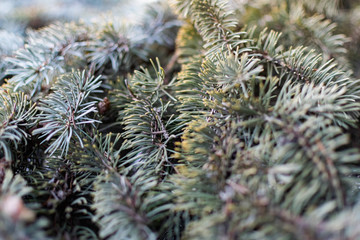 The natural backdrop of the blue spruce, with thin and soft with needles and brown cones,...