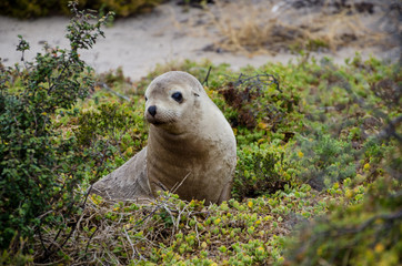 Obraz premium seal baby at seal bay kangaroo island south australia
