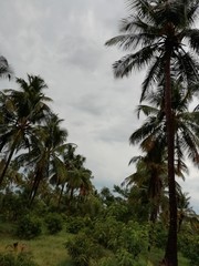 palm trees on the beach