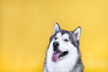 Husky Malamute dog on a yellow background looks to the left