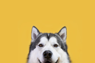 Husky Malamute dog on a yellow background looks directly into the frame