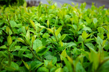 Green leaves with dew or rain drops. Side view