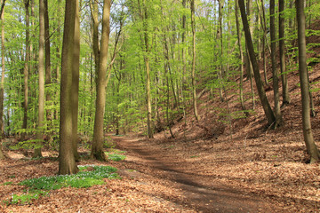 Hiking around the Werbellin Lake (federal state Brandenburg), Germany