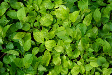 Creative layout made of green leaves. Nature background