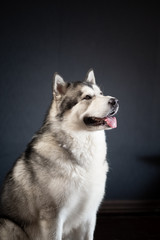 Husky Malamute dog on a black background looks to the right