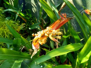 Close up Heliconia (Heliconiaceae, lobster-claws, toucan beak, wild plantains, false bird of paradise) with natural background