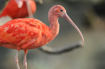Scarlet Ibis