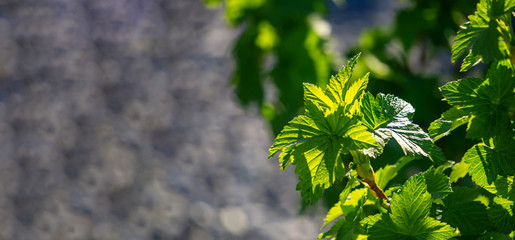 A branch of black currant on a gray natural background. A young branch of a currant Bush close-up. The concept of gardening, agriculture. Close-up, copy of the space, banner