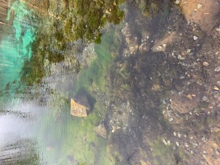 Reflection of pine tree forest