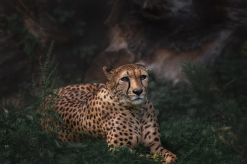 Indian Leopard, Panthera pardus fusca