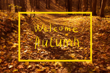 Autumn forest blur