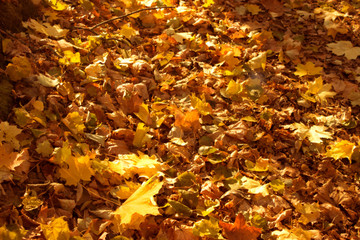 Autumn golden leaves