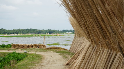 Jute was once known as the golden fibre of Bangladesh, Jute is a long, soft, shiny Bast fiber that...