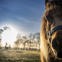 close up of a pony at sunrise