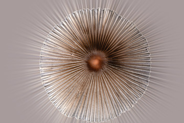 Abstract background with circles Top view of mushroom, in the shape of a Chinese hat
