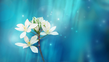 Obraz na płótnie Canvas Beautiful white flower on blue background in spring or summer. Fantasy or magic wildlife image.