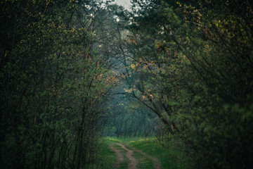 Fototapeta premium Mysterious green forest path