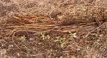 hop root on the ground