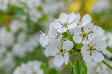 Beautiful delicate white flowers of wild pear.