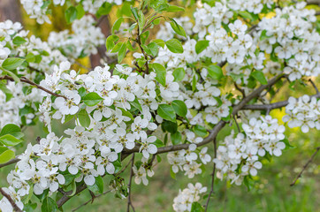Beautiful delicate white flowers of wild pear.