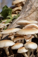 Front view of wild mushrooms Agrocybe aegerita on the stump of a tree, Mediterranean riparian forest in autumn.