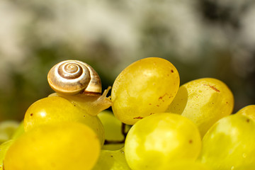 Close-up of a small snail crawling over grapes quiche mish