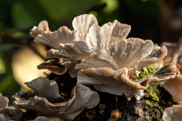 Bottom view of Trametes versicolor wild mushrooms on a rotten wooden branch of a Mediterranean forest in autumn.