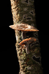 Front view of two wild mushrooms in the bark of a tree with side light, Mediterranean forest in autumn. Black background