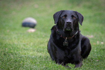A black labrador retriever laying in the grass intently looking towards the camera. There is a football in the background.
