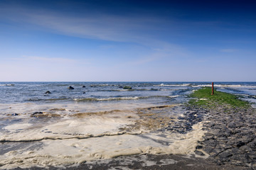 Obraz premium polluted algae foam washes up along the Dutch coast; The Hague, Netherlands