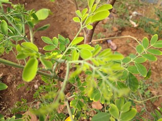 tomato plants in a garden