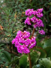 Obraz premium Bergenia cordifolia aka pink Elephant Ears plant growing in garden. Flower detail. Evergreen rhizomatous perennial.