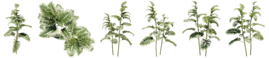 Naklejka premium Set or collection of green palm trees isolated on white background. Concept or conceptual 3d illustration for nature, ecology and conservation, strength and endurance, force and life