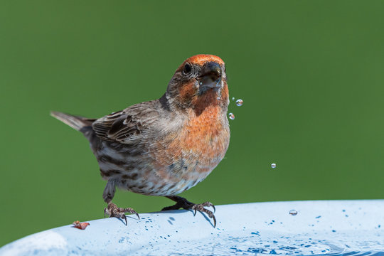 Male House Finch Perched on a birdbath with water droplets.