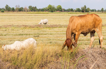 Cattle graze on fields covered with straw.