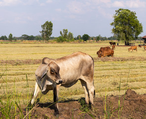 Cattle graze on fields covered with straw.