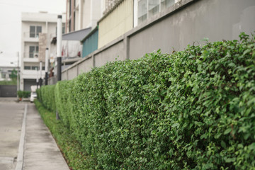 ivy covered wall