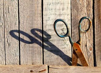 rusty scissors on the wooden wall. shadow on the wall from scissors